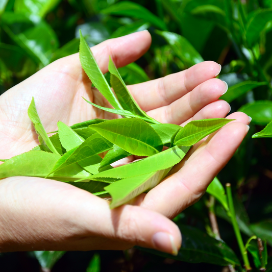 From Emperor's Cup to Global Icon: The Story of Tea