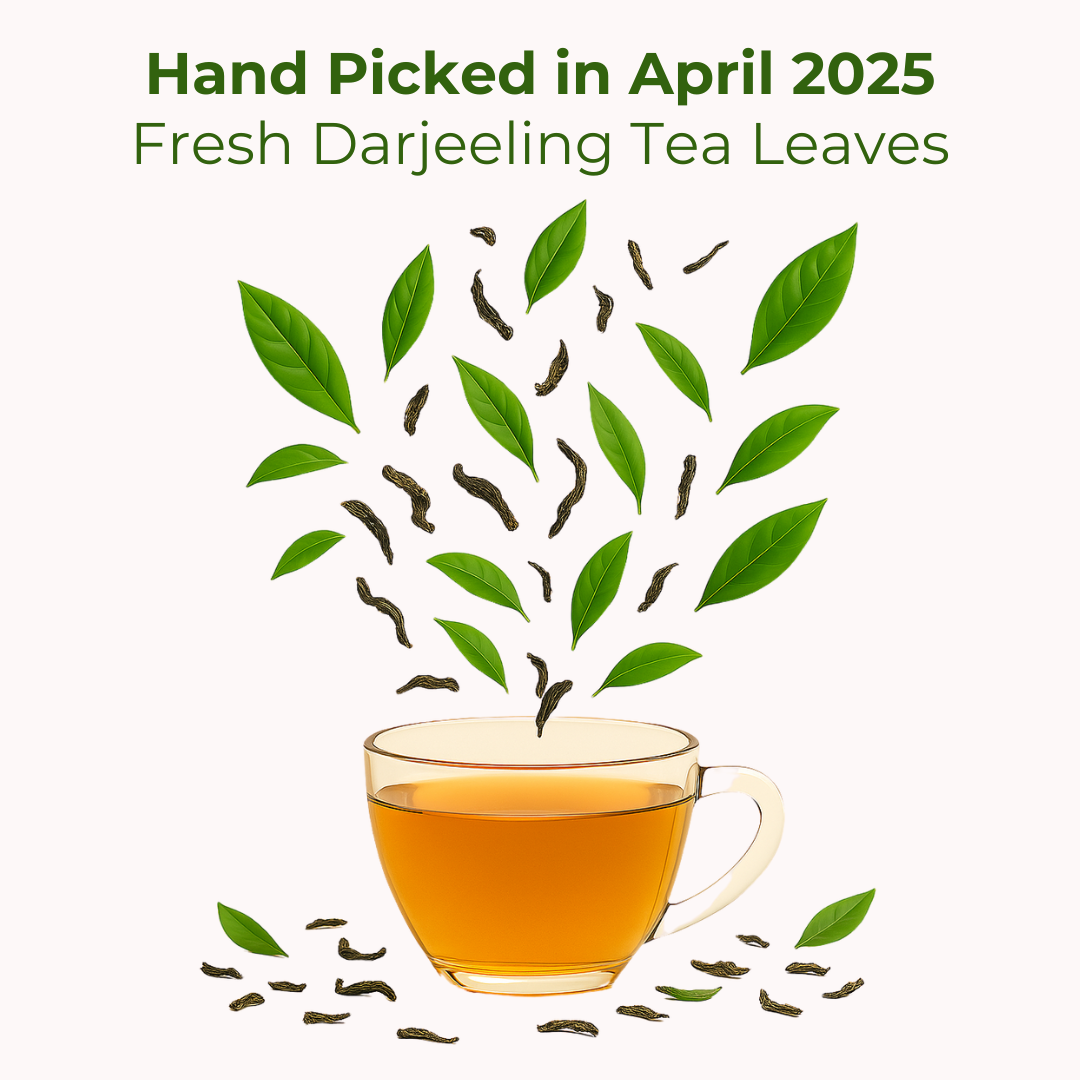 First Flush Darjeeling Tea – Loose Leaf Black Tea